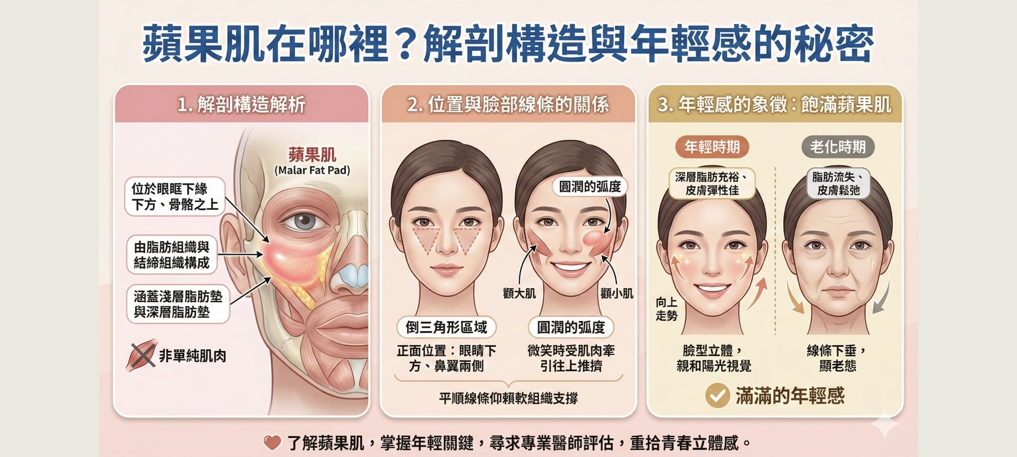 蘋果肌位於眼下鼻翼兩側的倒三角位置，是中臉立體度的關鍵